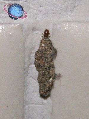 Uterella phereoeca Household. Larva.